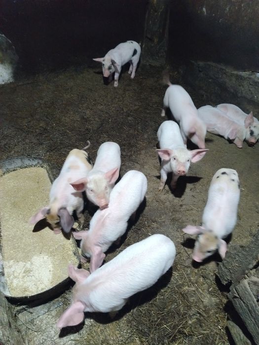 Продам месячных поросят