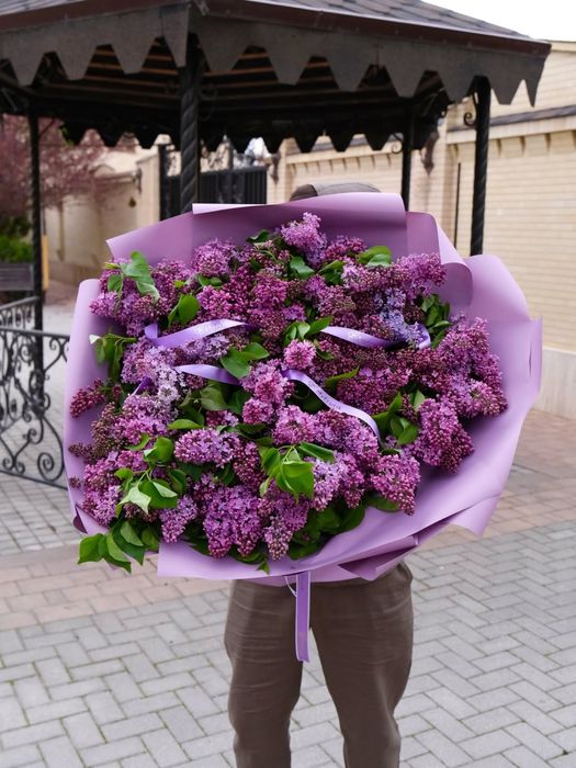 Сирень свежая пушистая