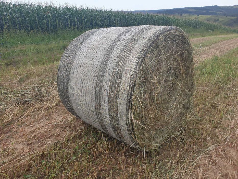 lucerna si amestec trifoi cu lucerna si golomat