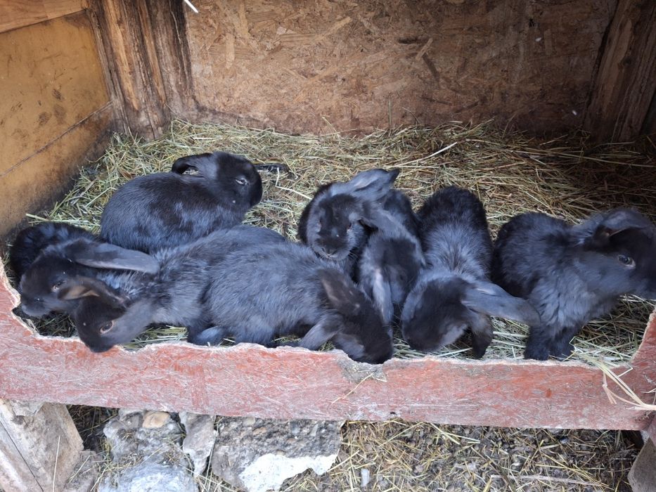 Disponibili 3 pui berbec german negru