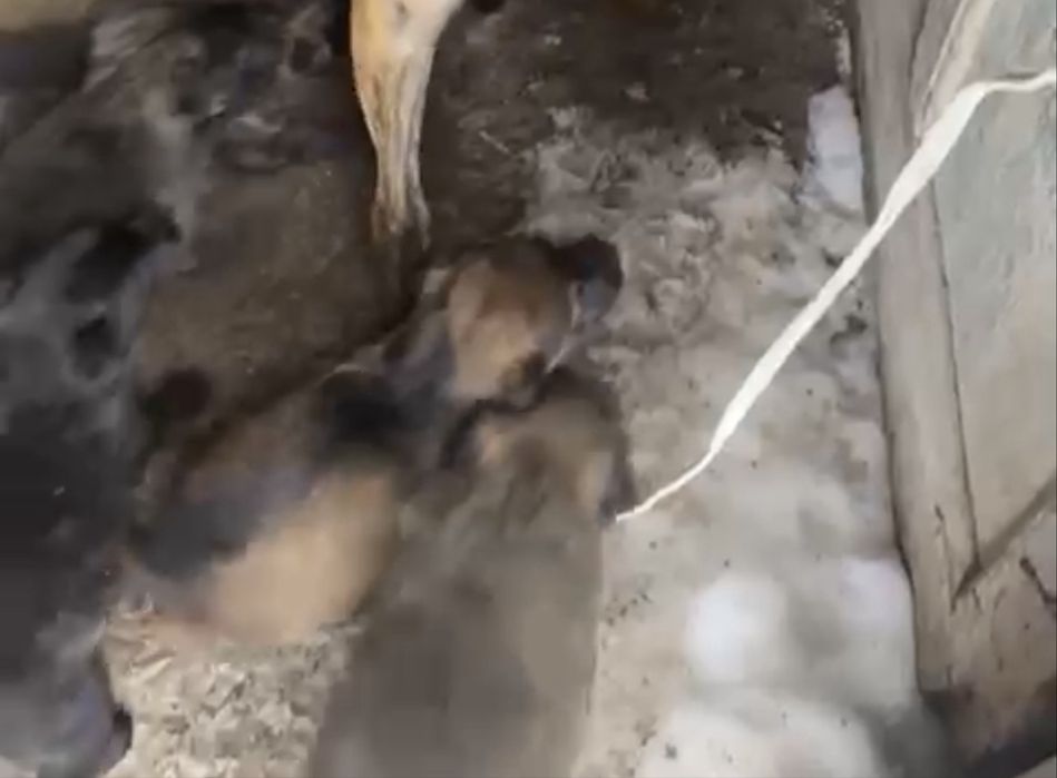 Ищем добрые ручки для щенят!!