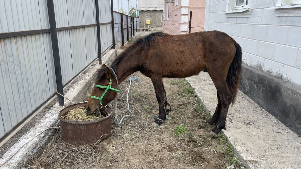 Еркек тай Атырау каласы