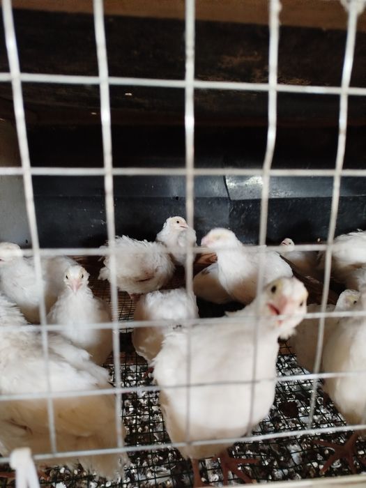 Бедана  белый гигант