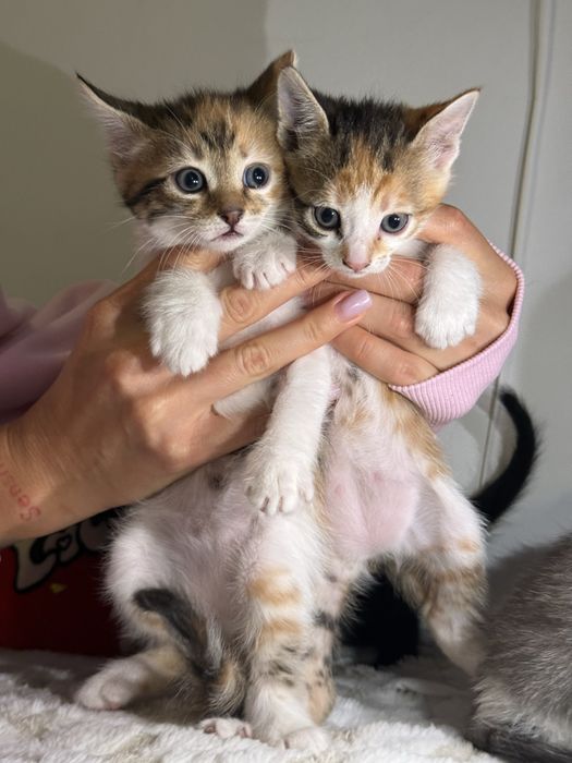 Am 5 puiuți pentru adopție!