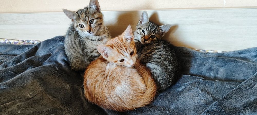 Подарявам 3 Котета