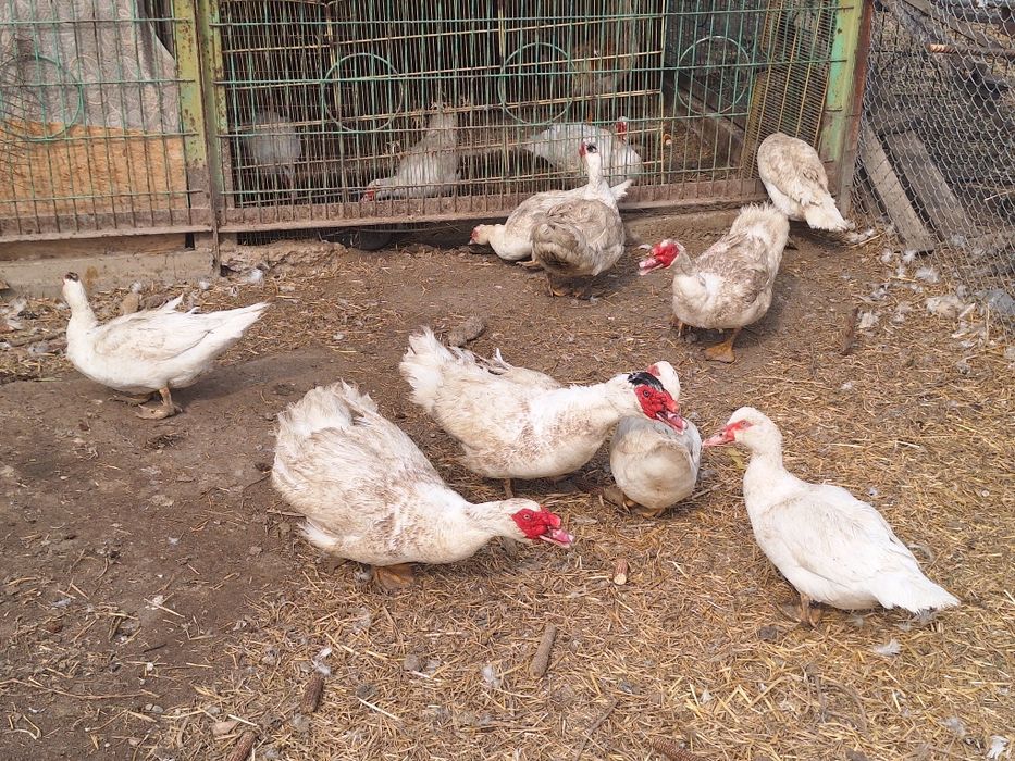 Индоутки крупные