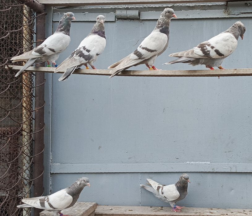 Бакинские голуби