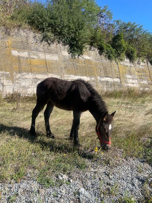 Mânză de vânzare de 5 luni