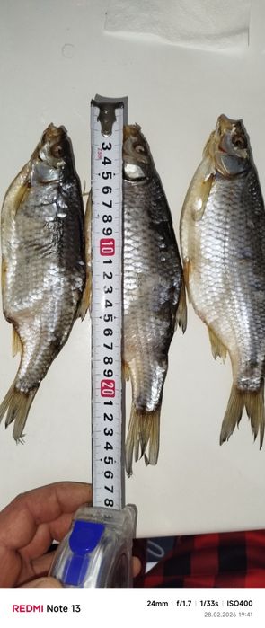 Рыба вяленая свежак