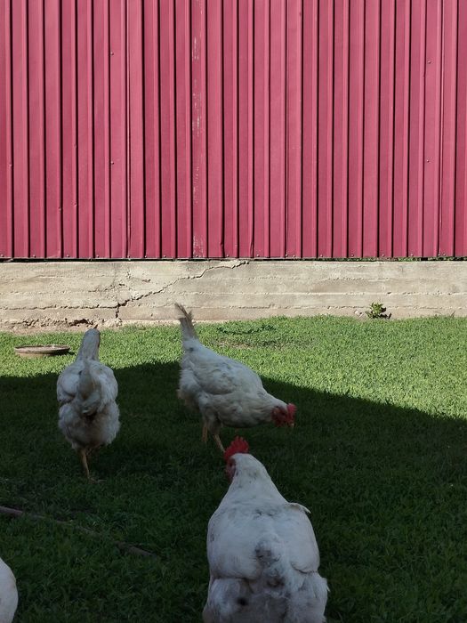 Несушки 2000 тг 8 шт