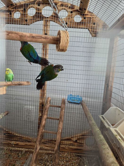 Чифт пирури перлата