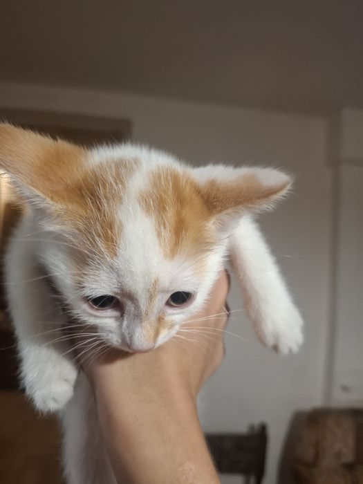 Котёнок 2 месяца