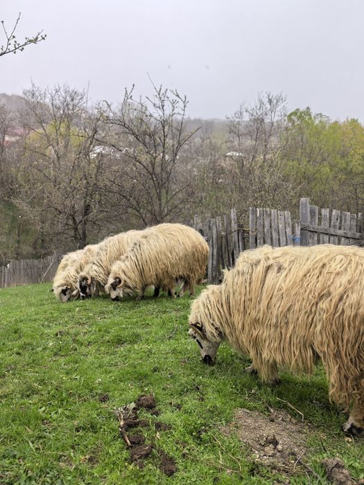 Oi și miei de vânzare