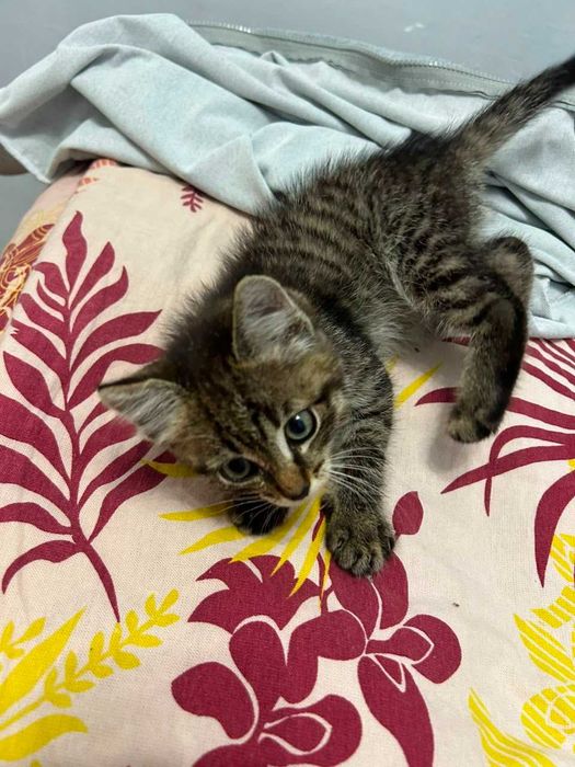 Отдам котенка бессплатно
