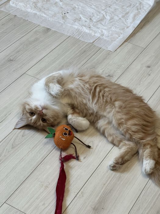 Котенок в добрые руки