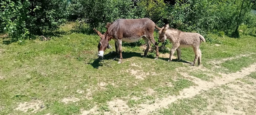 Vând 2 magarita cu pui