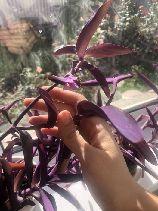 Традесканция,Комнатные цветы