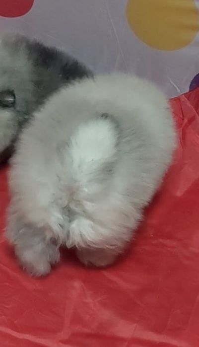 Щенки шпица мини