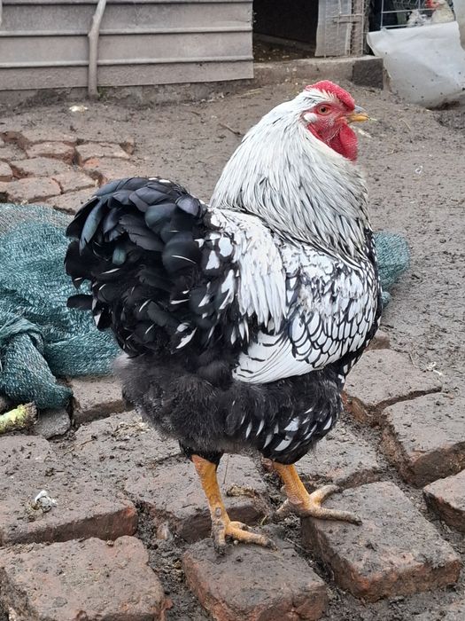 Vând cocoși Wyandotte