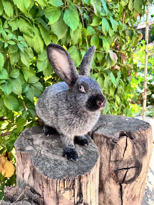 Продается кролик полтавское серебро