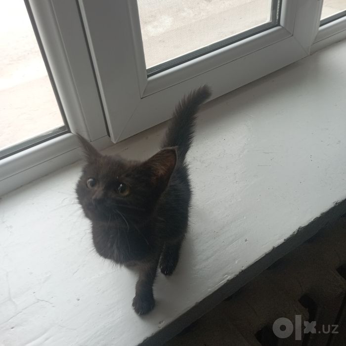 котёнок черный уголёк