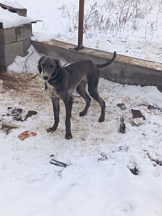 Тазы кушык сатылады