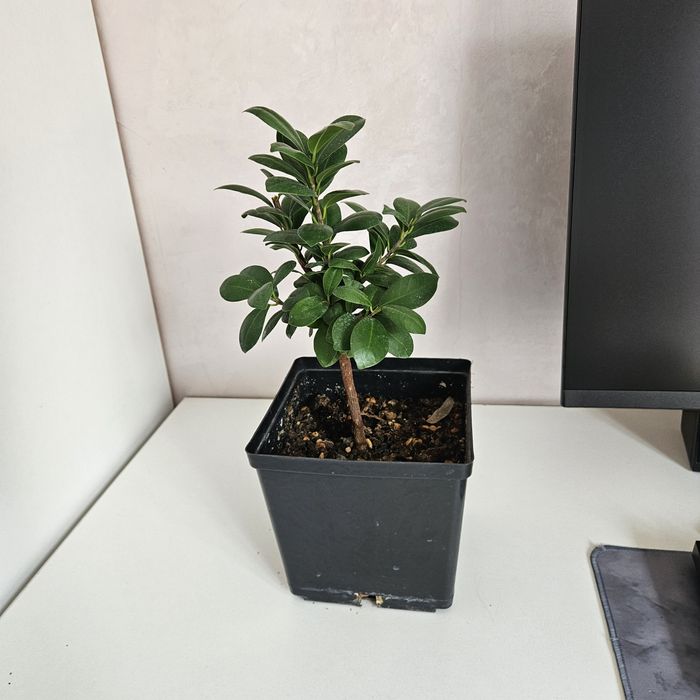 Фикус микрокарпа комнатные цветы