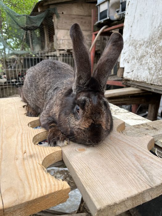 Vand mascul urias german