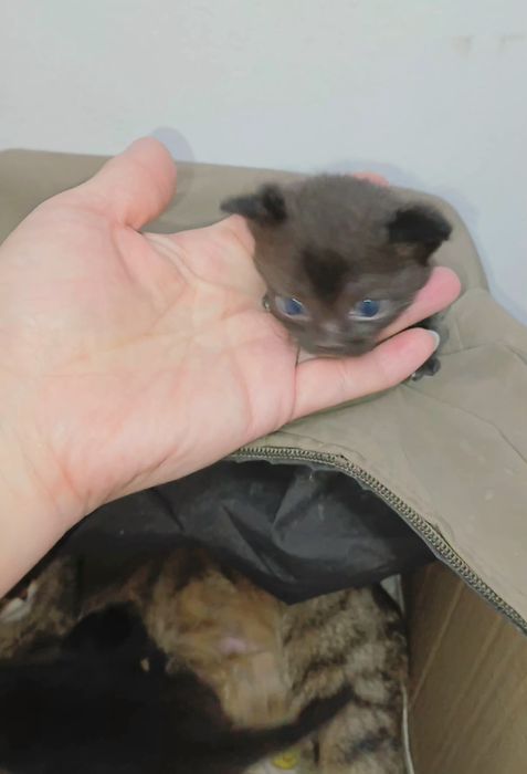 породистые котята