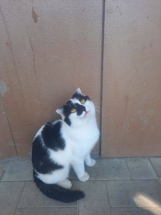 Котёнок 6 месяцев. Пол мальчик