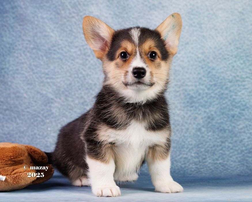 Щенки вельш корги пемброк
