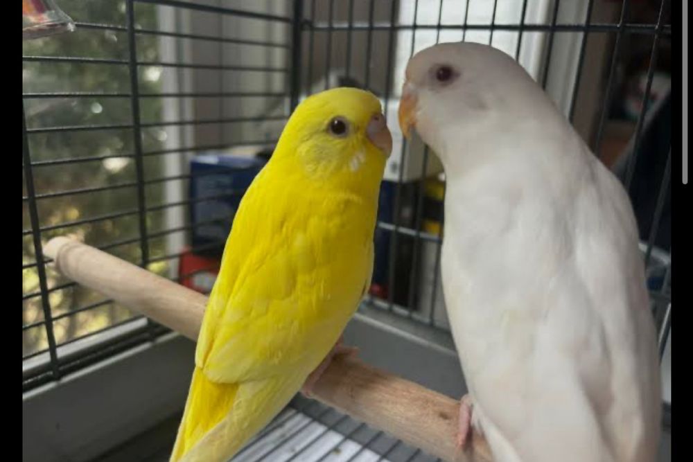 Albinos kozi qizl tayyor para