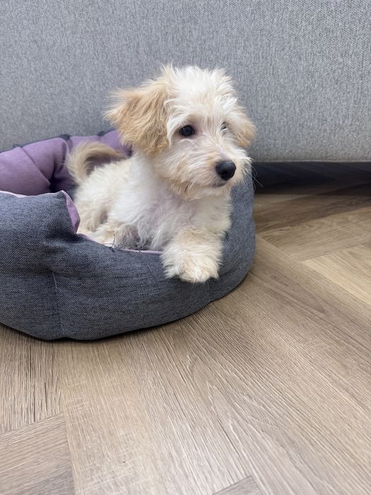 Продам щеночка мальтипу!