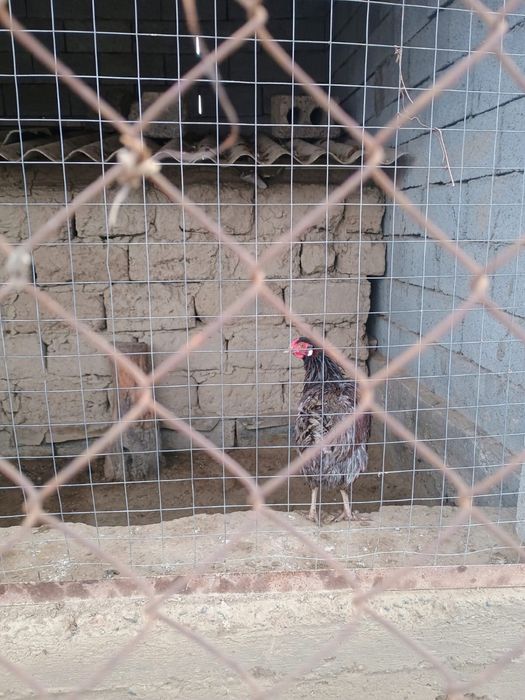 3 штук 2 мекен 1 қораз