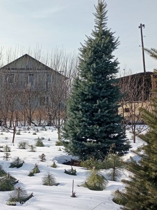 Ёлки голубые и зеленые за метр