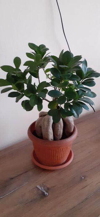 Ficus bonsai ginseng 40 cm