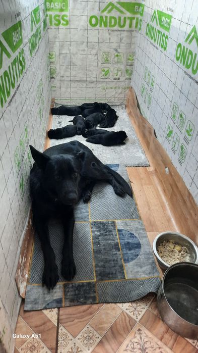 Очаровательные щенки вео