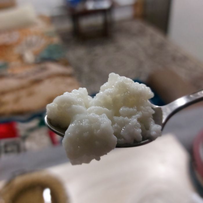 Молочный (кефирный ) гриб