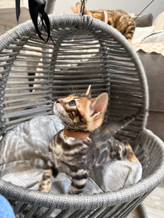 Чистокръвни Бенгалски котета