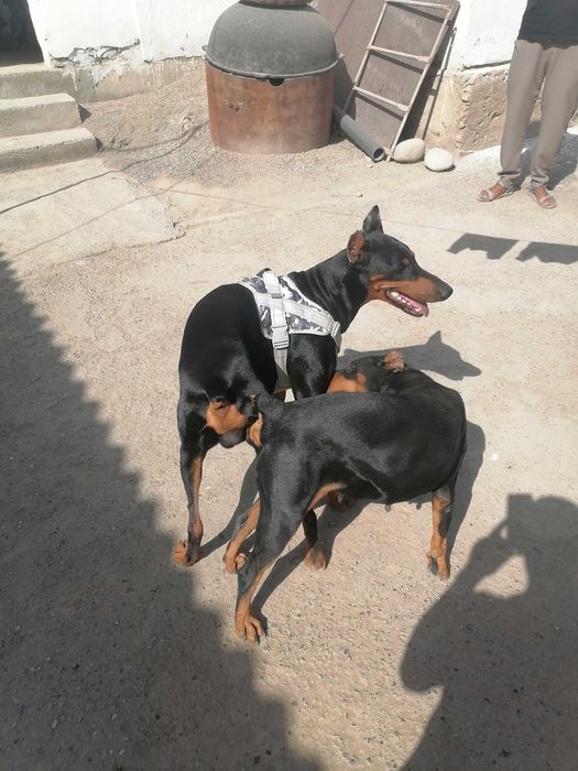 Доберман кучиклар сотилади Фаргонада тоза кон