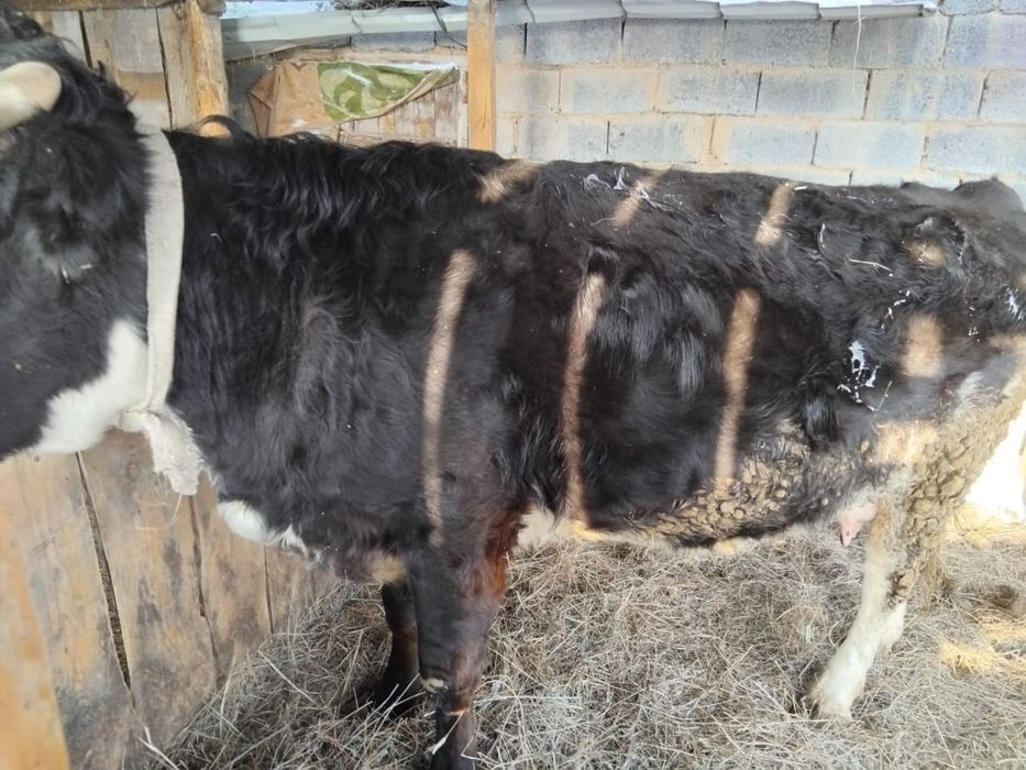 Продам корова с теленком