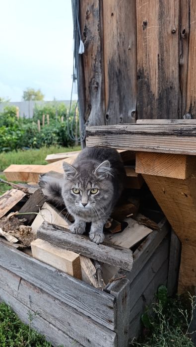 Красивый котик ищет дом
