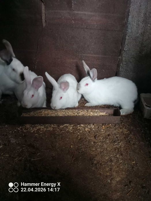 Продавам малки зайчета