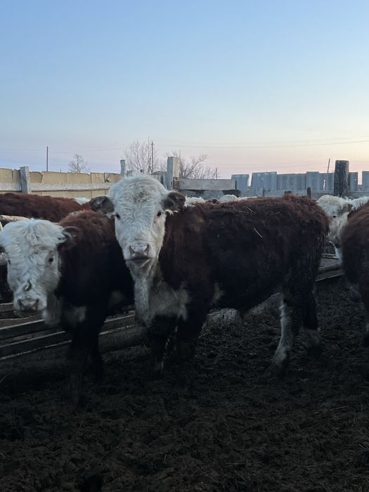 Акбас бұқашықтар сатылады бычки букалыкка