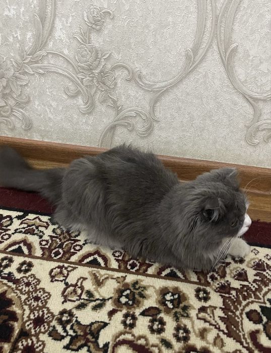 Продаётся кошка породы Хейланд Фолд