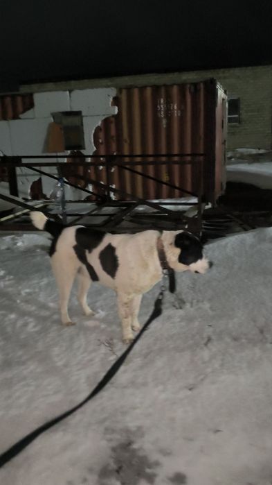 Алабай продается