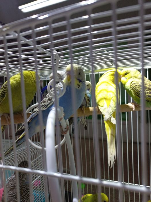 Волнистые попугаи есть рассрочка