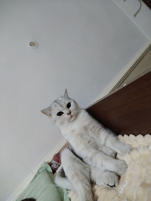 Британский шиншилла страйт 11 ойлик