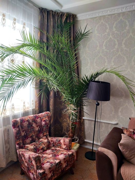 Продаётся пальма