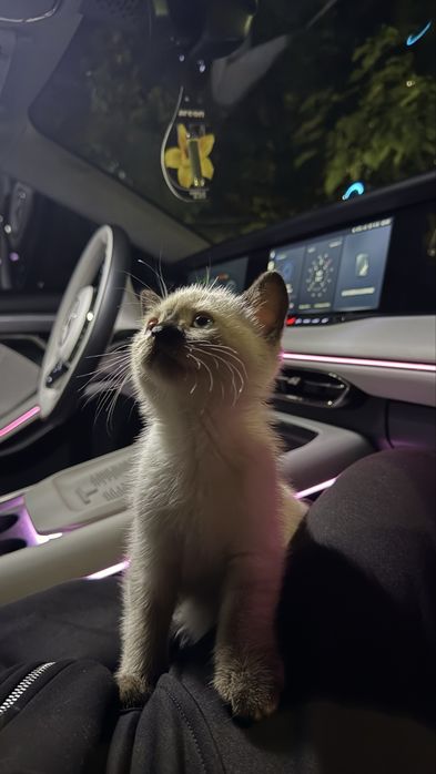 Чистокровная Сиамская кошка